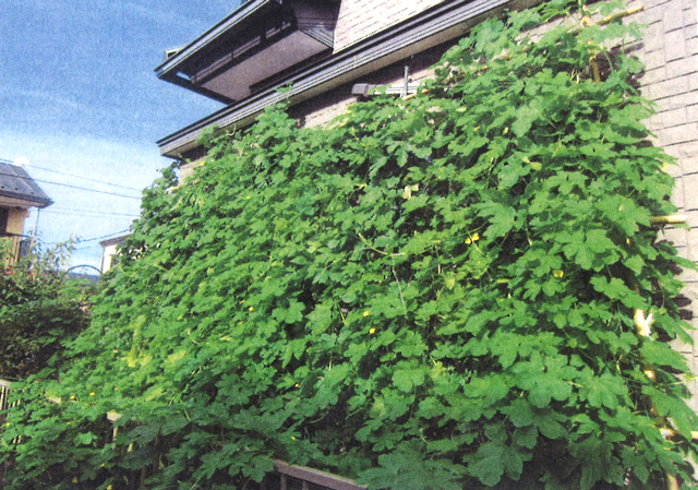 みやびちゃんさん(小山市)のグリーンカーテン写真