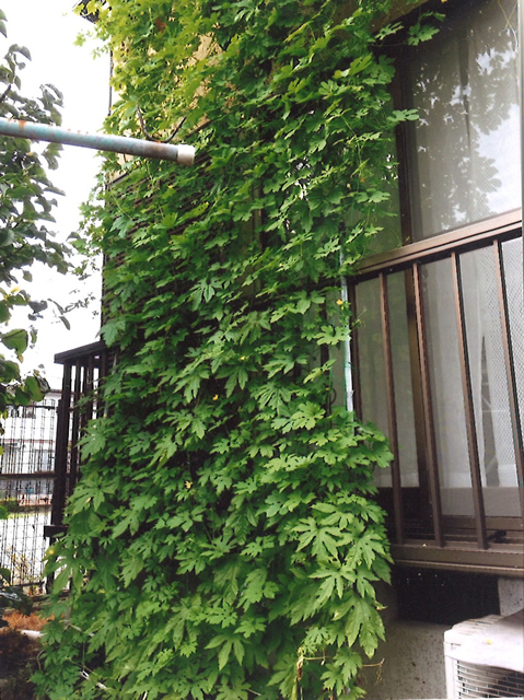 みやびちゃんさん(小山市)のグリーンカーテン写真