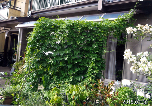 M・Oさん(小山市)のグリーンカーテン写真