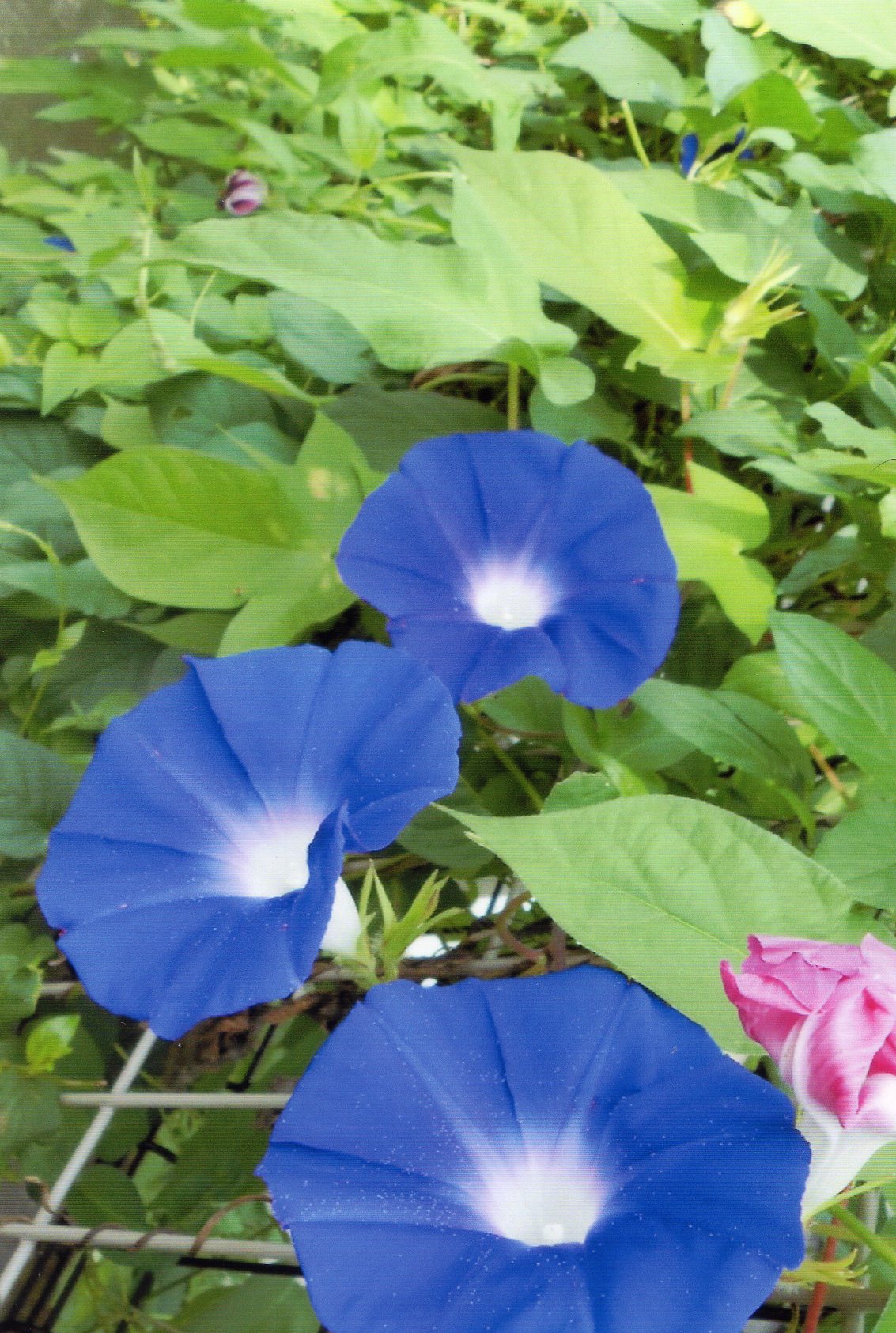 こままっち さん(栃木市)のグリーンカーテン写真