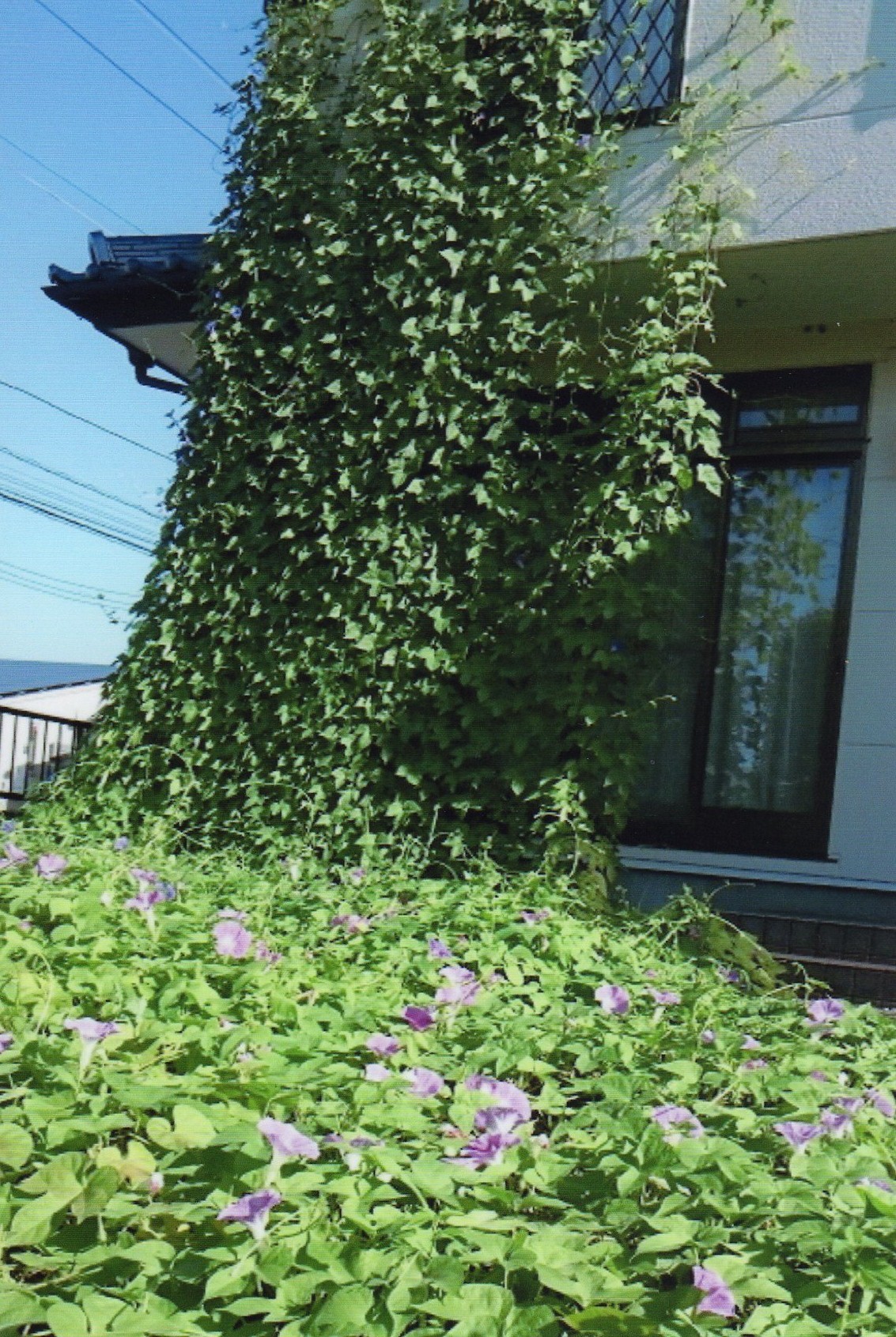 ささひろ さん(小山市)のグリーンカーテン写真