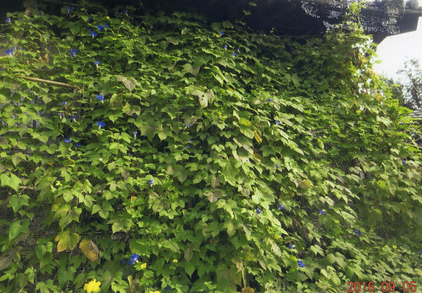 N・A さん(栃木市)のグリーンカーテン写真