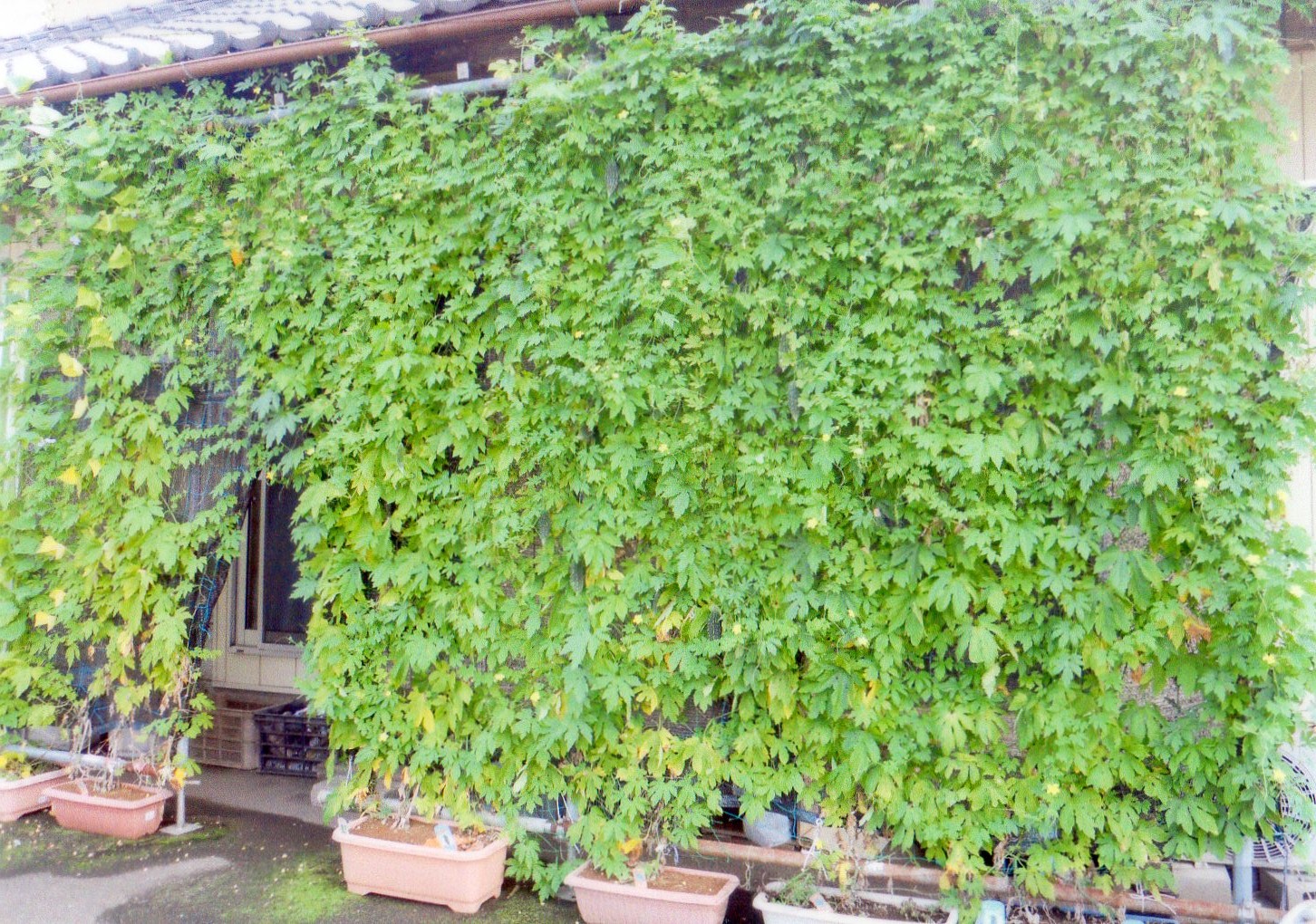 K・Y さん(益子町)のグリーンカーテン写真