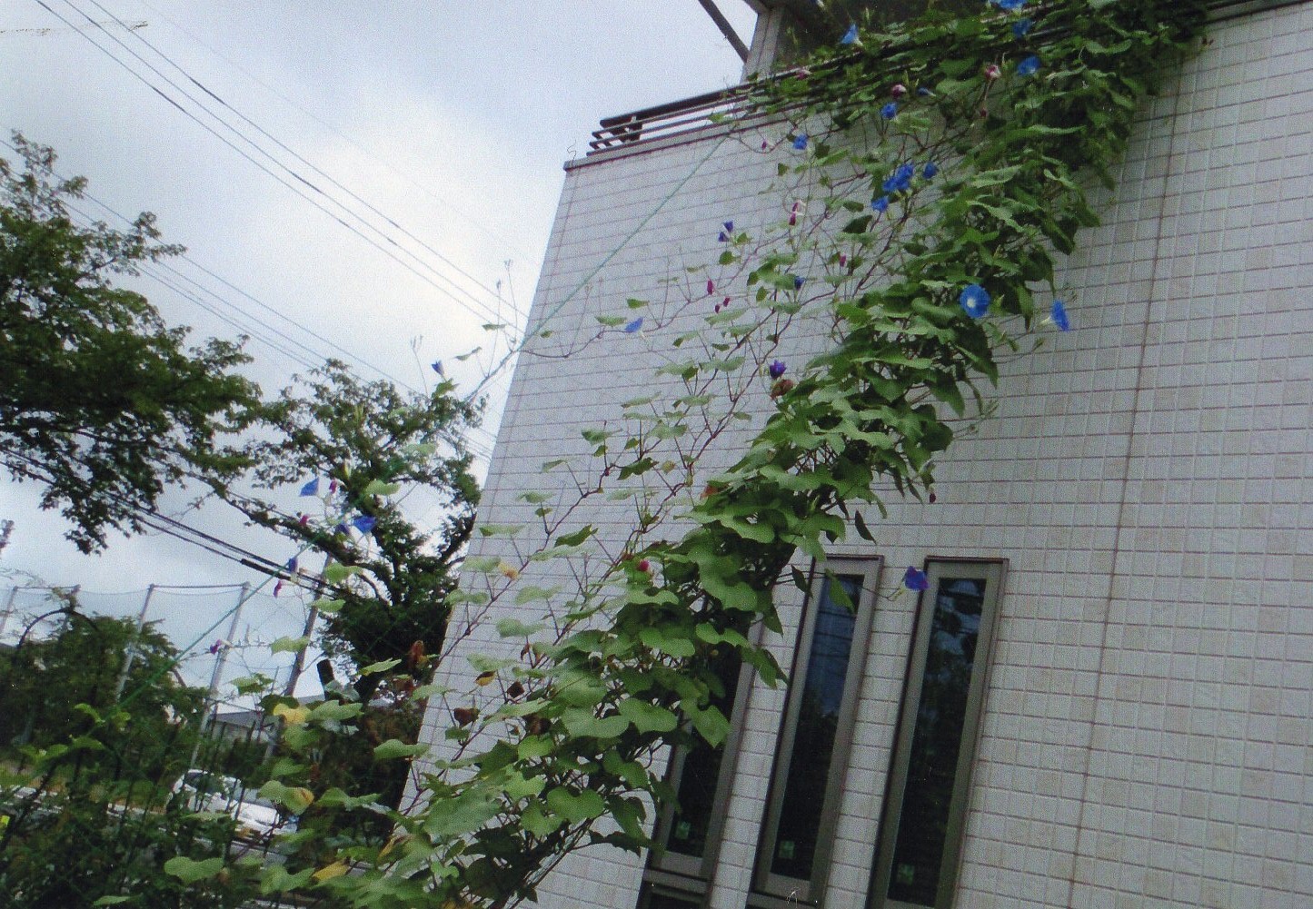 Y・M さん(真岡市)のグリーンカーテン写真