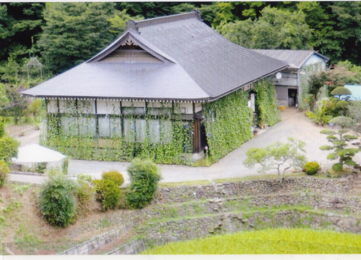 I・S さん(茂木町)のグリーンカーテン写真