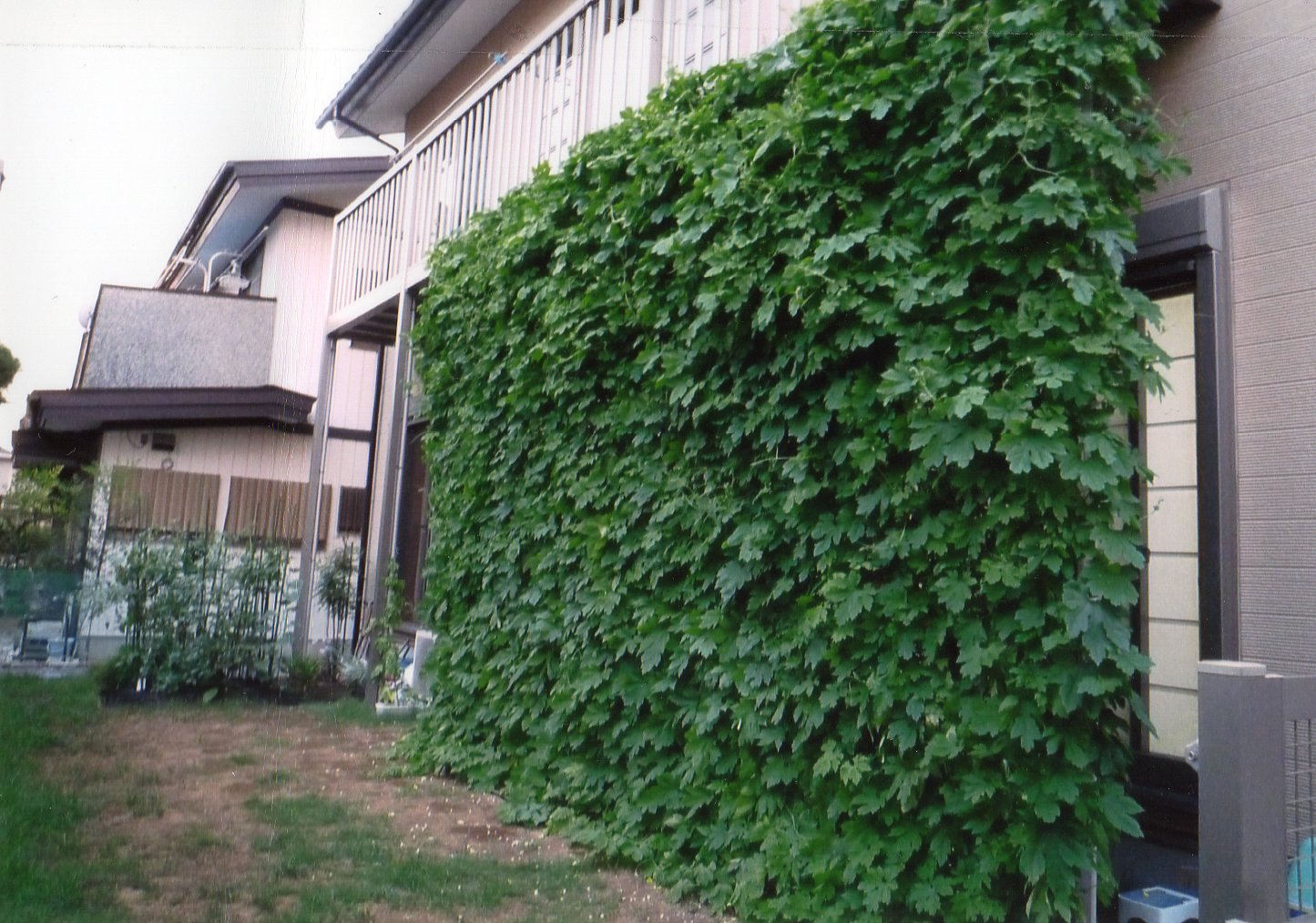 くまぽん さん(小山市)のグリーンカーテン写真