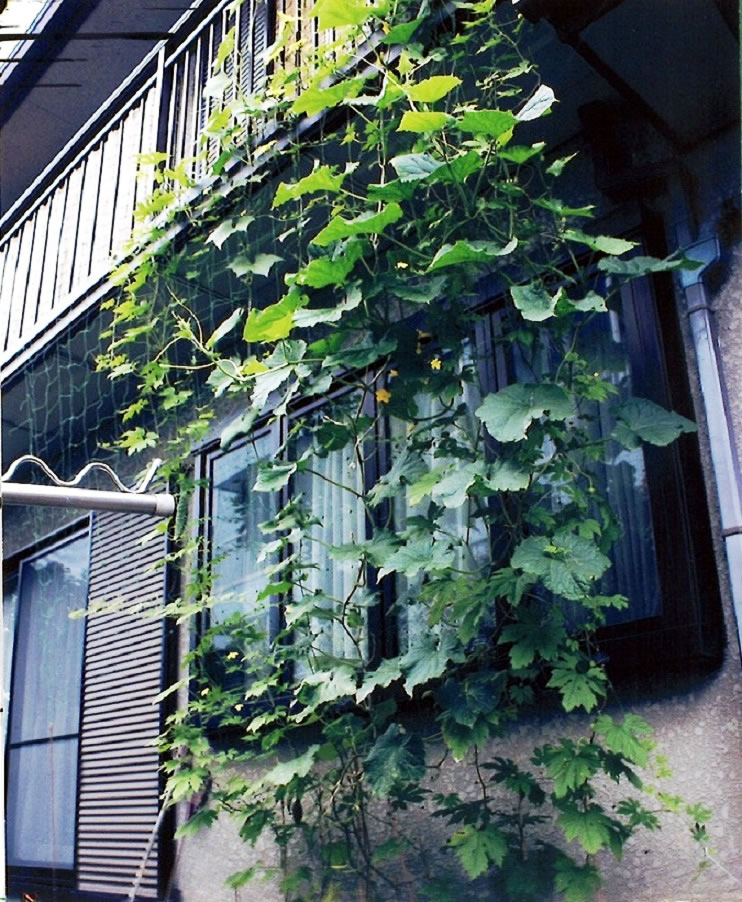 グリーンカーテン写真イメージ