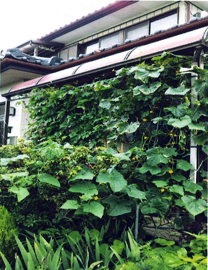 グリーンカーテン写真イメージ