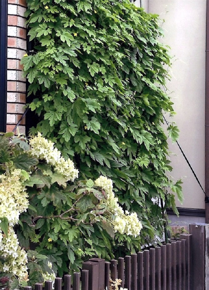 グリーンカーテン写真イメージ