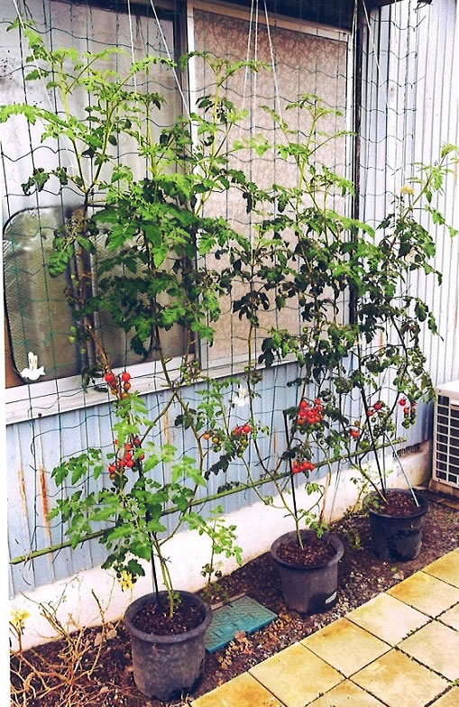 グリーンカーテン写真イメージ