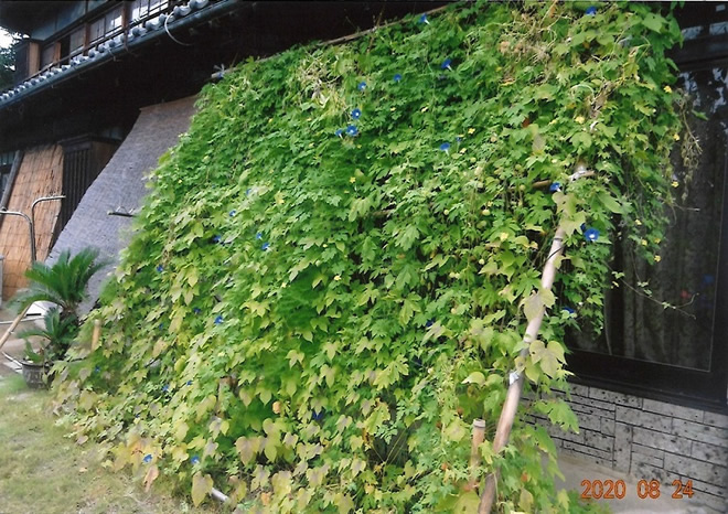 グリーンカーテン写真イメージ