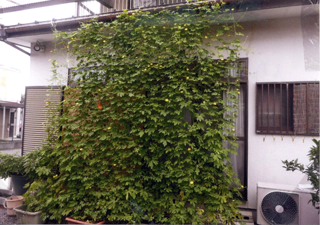 A・Kさん(壬生町)のグリーンカーテン写真