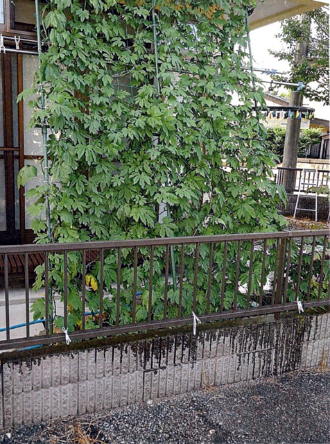 kyonさん(宇都宮市)のグリーンカーテン写真