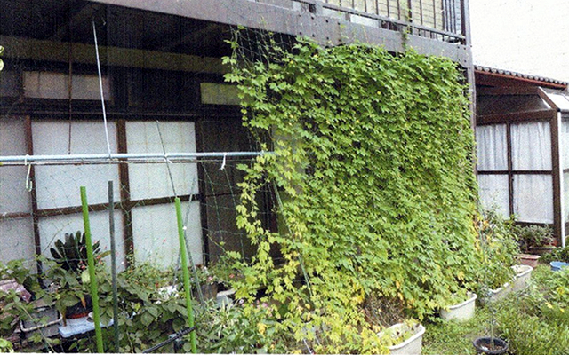 ケイさん(宇都宮市)のグリーンカーテン写真