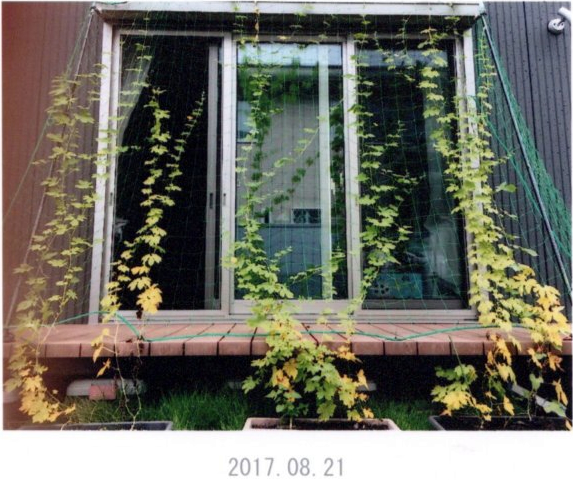 ららさん(宇都宮市)のグリーンカーテン写真