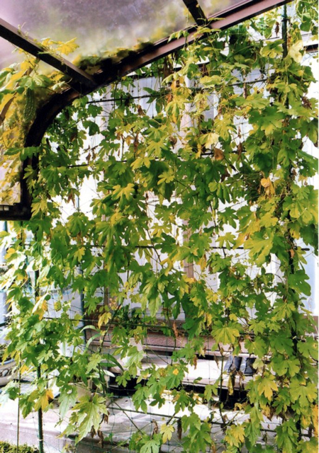 Y・Sさん(上三川町)のグリーンカーテン写真