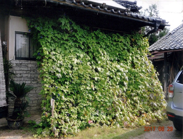 ナオコさん(栃木市)のグリーンカーテン写真