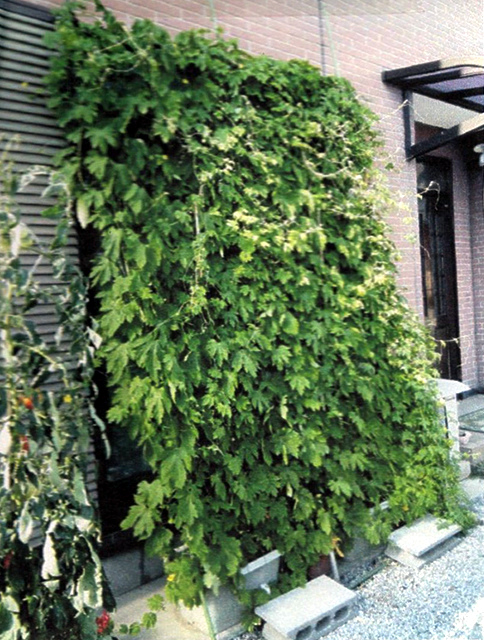 R・Sさん(栃木市)のグリーンカーテン写真