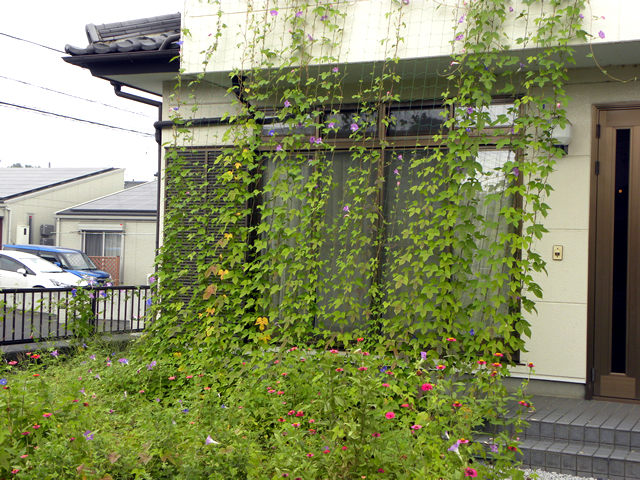 ゆいじいさん(小山市)のグリーンカーテン写真