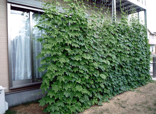 ぽぽんさん(小山市)のグリーンカーテン写真