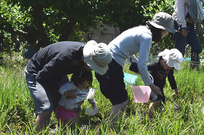 生き物調査をしている写真