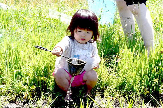 生き物調査をしている写真