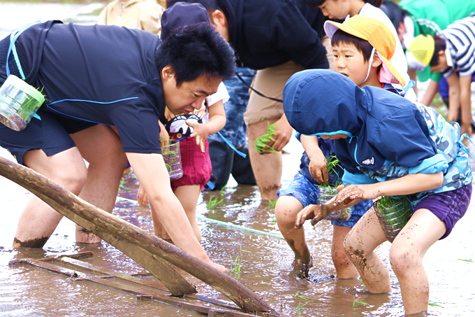 田植えをしている写真