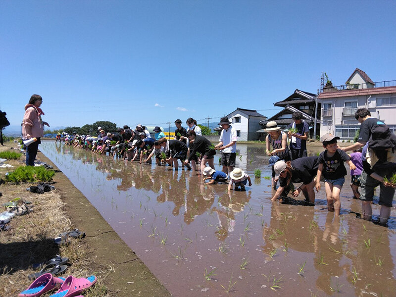 横に並んで田植えをする参加者の写真