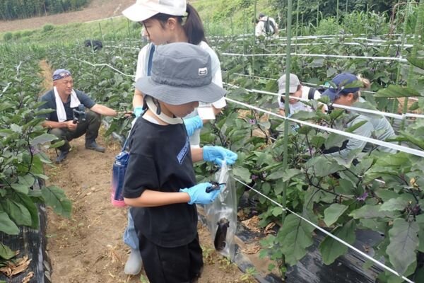 収穫の様子