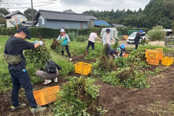 落花生を掘り出す様子