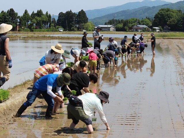 「特別栽培米こがねもち米」田植え交流会を開催しました（五泉市村松地区）