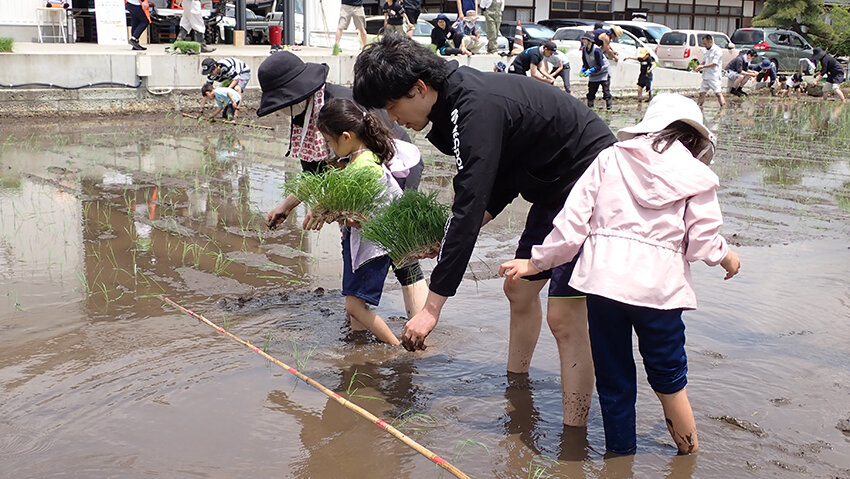 田植えに挑戦する参加者