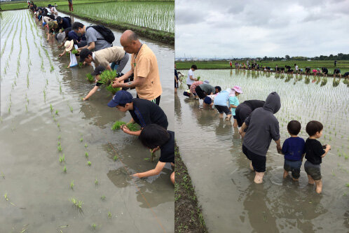 コープみらいの食育「食べるたいせつ」田んぼのがっこう田植え体験（埼玉西北ブロック）