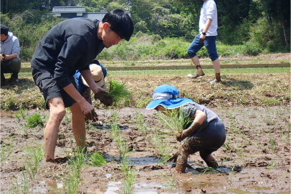 田植えの様子