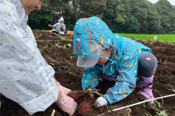 さつまいも収穫の様子