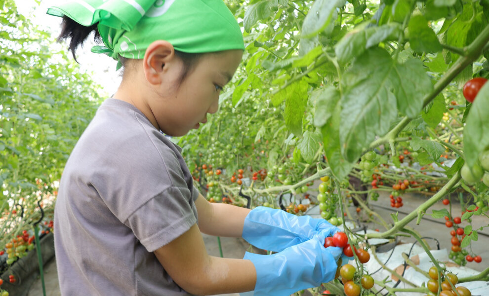 JA佐波伊勢崎　アレッタ＆ルージュの宝石箱収穫体験を開催しました