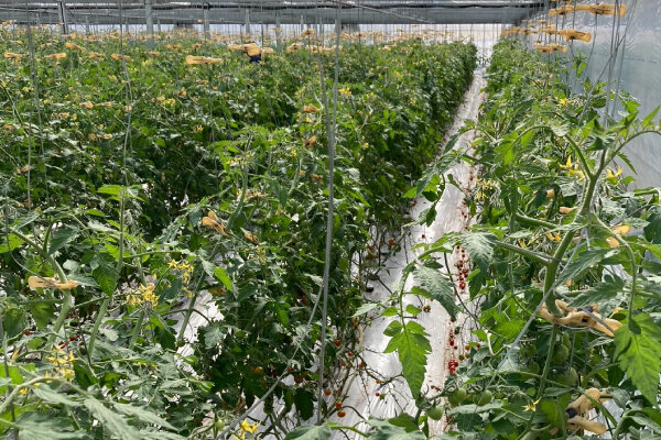 圃場（ほじょう）の様子