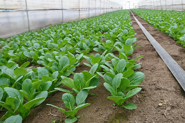 圃場（ほじょう）の様子