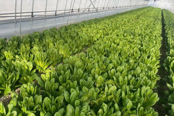 圃場（ほじょう）の様子