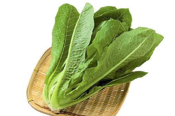 ロメインレタス（有機栽培）