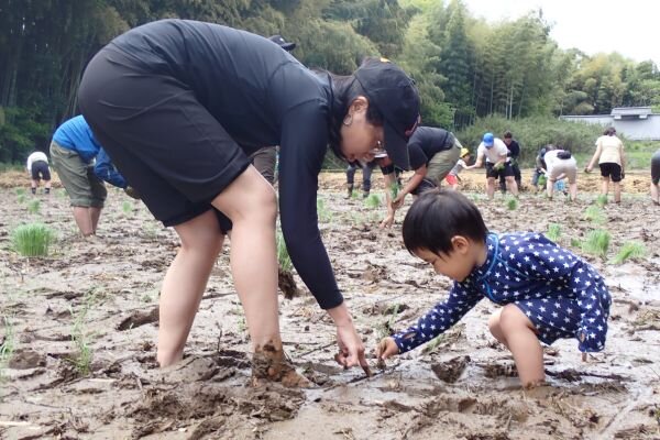 田植えの様子