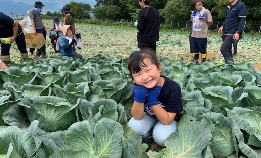 JA嬬恋村　キャベツの収穫体験を開催しました