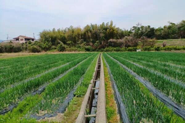 圃場（ほじょう）の様子