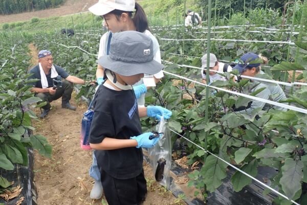 収穫の様子