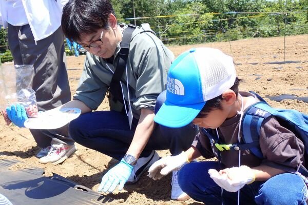 落花生の種にどれくらい土をかぶせる様子