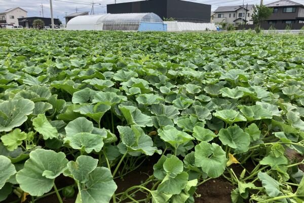 圃場（ほじょう）の様子