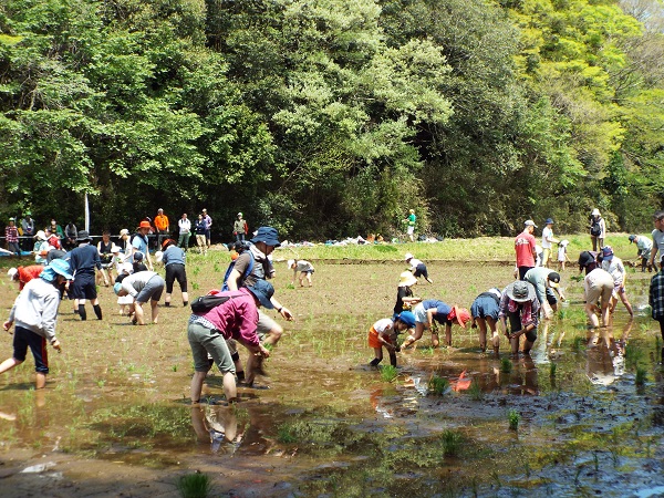 多古旬のお米くらぶ2019 〈田植え〉を開催しました
