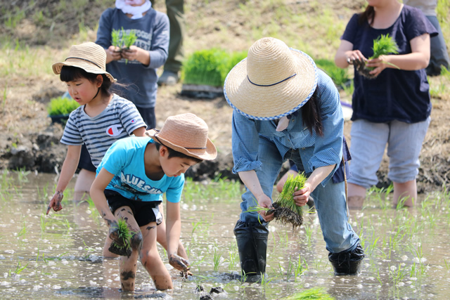 国際協力田で組合員家族が田植えをしている様子